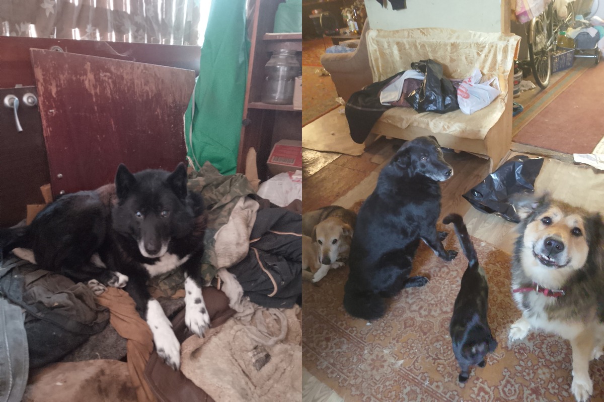 У погибшей жительницы поселка Оленино, которую завалило снегом, осталось 12 животных Фото: Оленино - наш дом