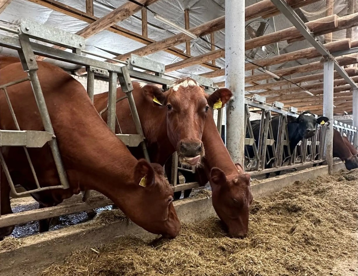Молочная компания из Тверской области получила статус племенного репродуктора  Фото: соцсети Кувшиновской молочной компании