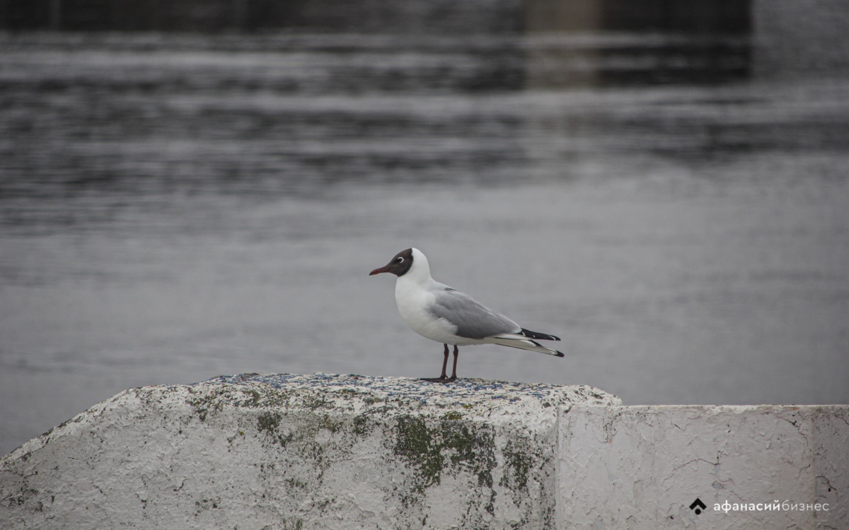 Река Торопа в Тверской области может выйти из берегов  Фото: Afanasy.biz