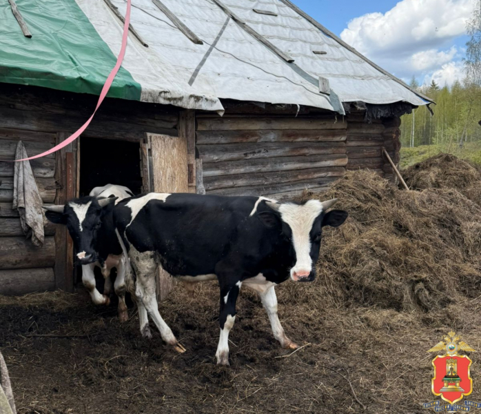 Жительнице Удомли вернули пропавшего бычка