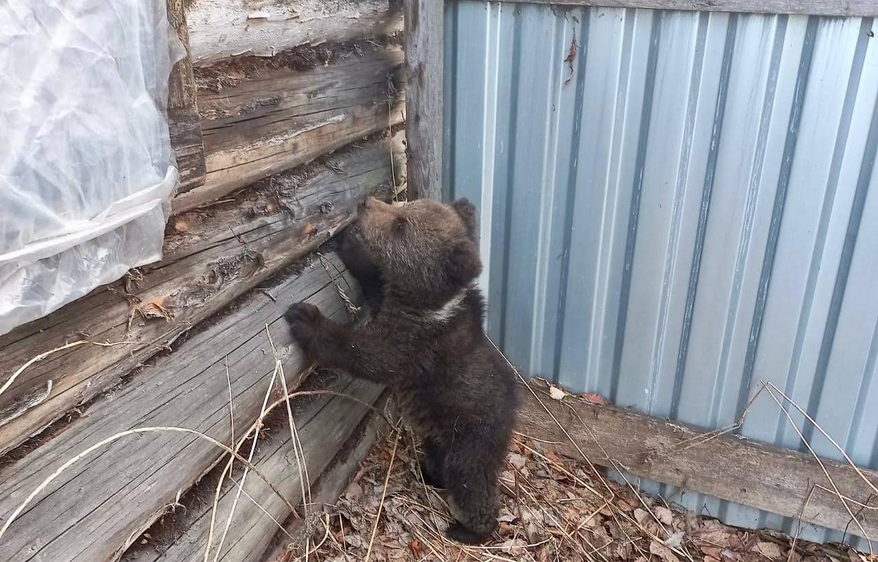 В Тверскую область доставят медвежонка-сироту из Коми  В Тверскую область доставят медвежонка-сироту из Коми