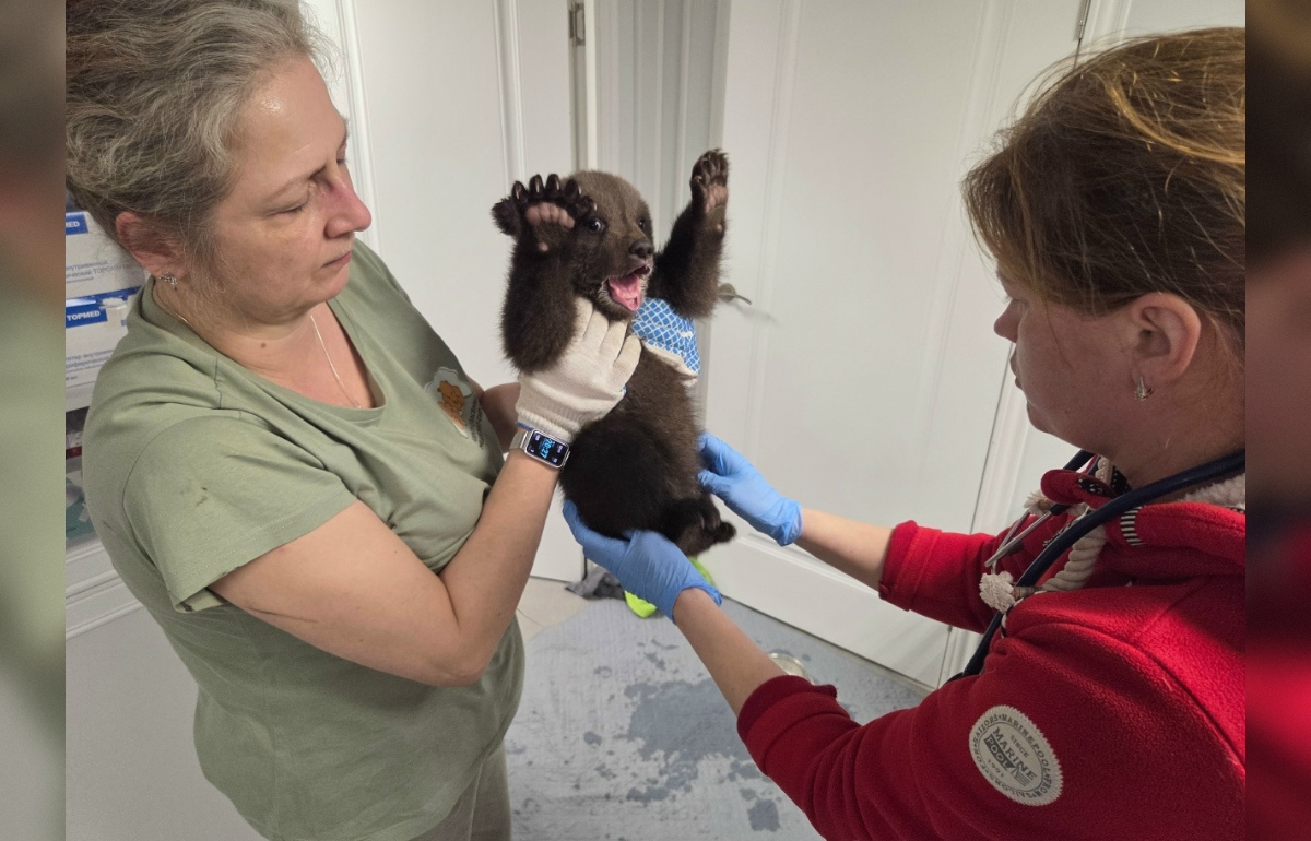 В Центр Пажетновых приехали три косолапые малышки из Удмуртии Фото: Центр спасения медвежат-сирот