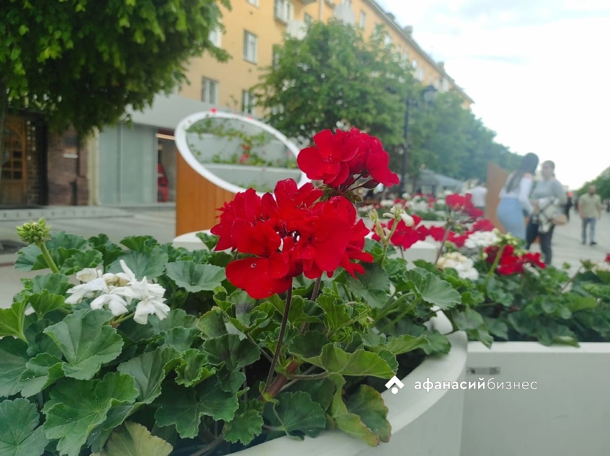 Погода в Твери сегодня будет пасмурной