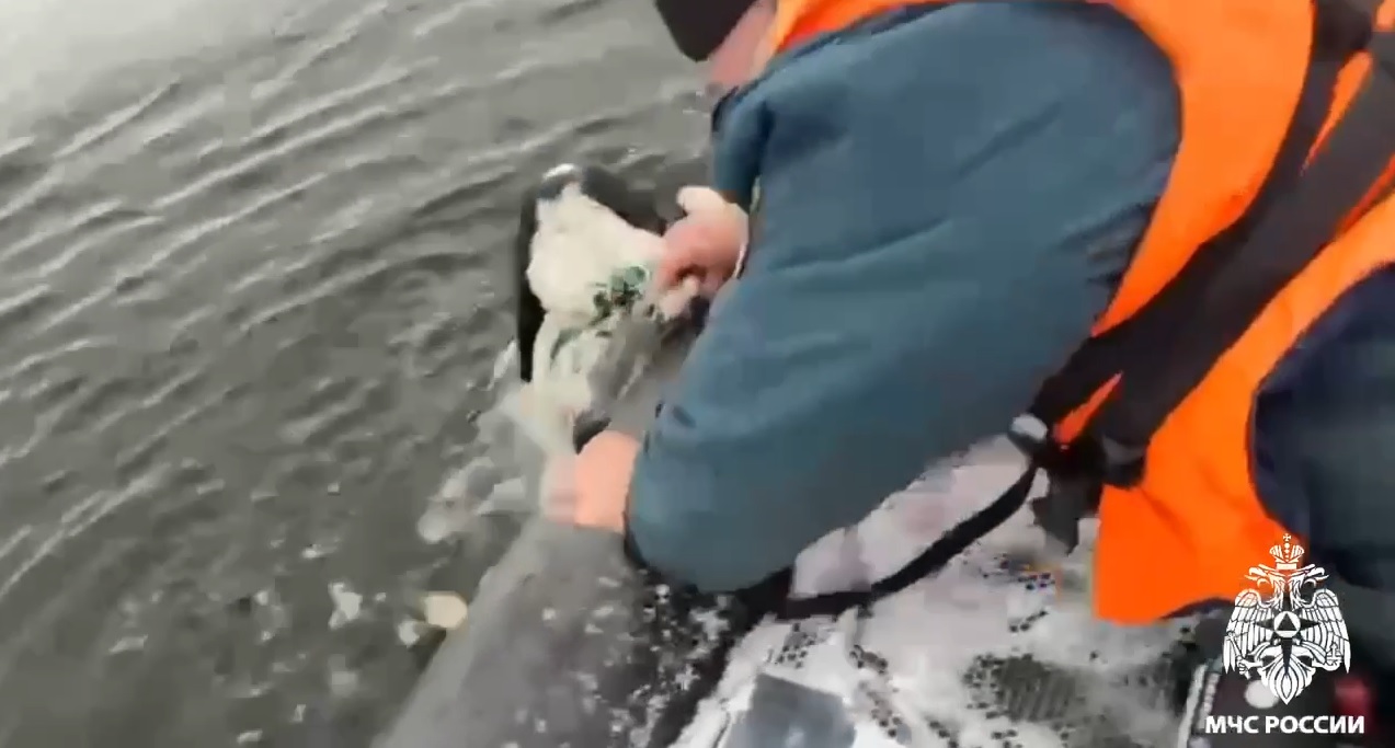 В Твери собака провалилась под лед 