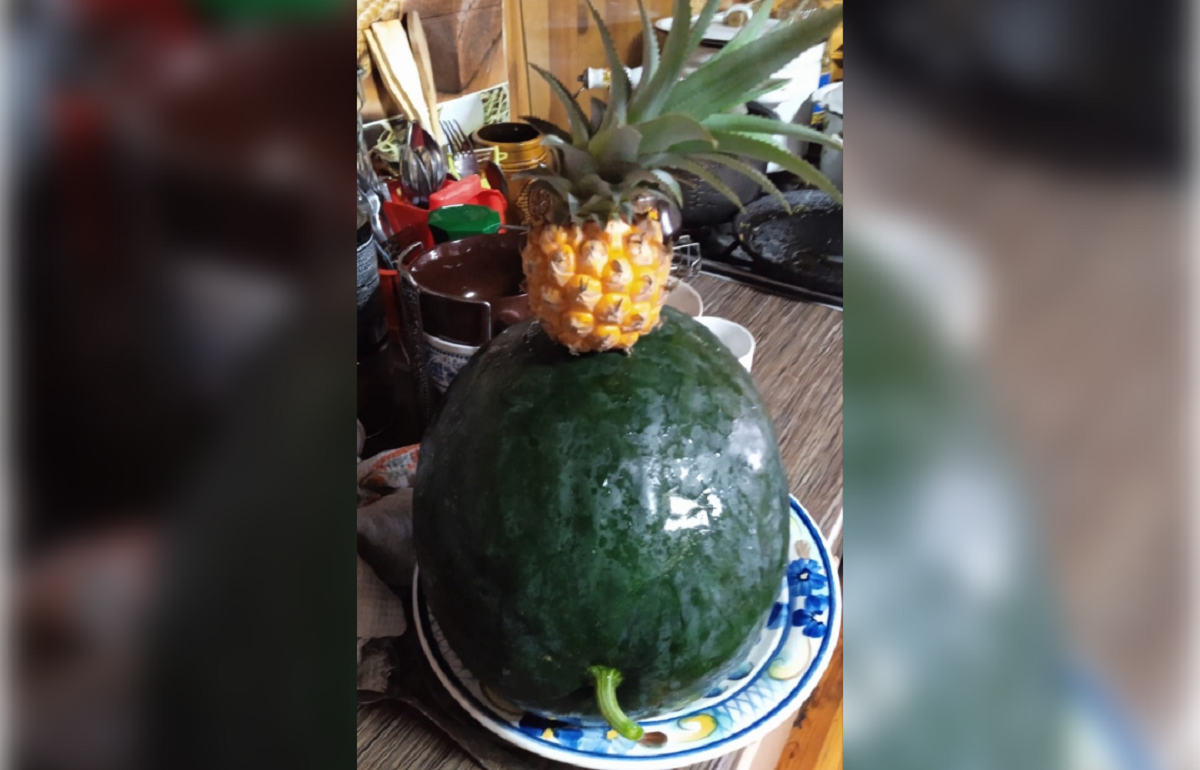 Жительница Оленинского района вырастила в цветочном горшке ананас Фото: 
газета "Наша жизнь"