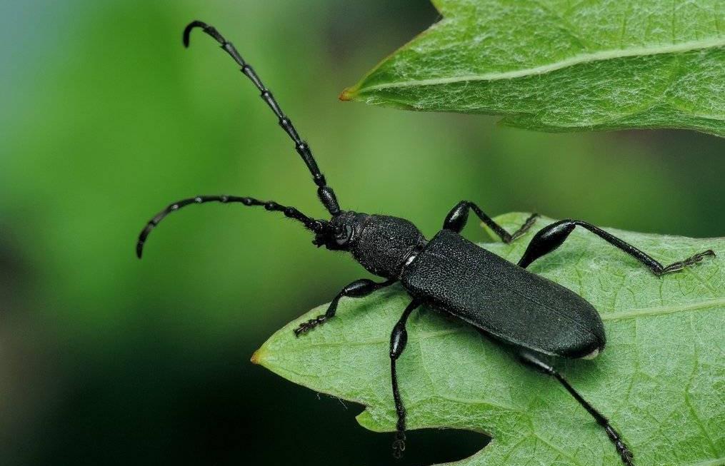 В Тверской области выявлены новые очаги большого елового усача 