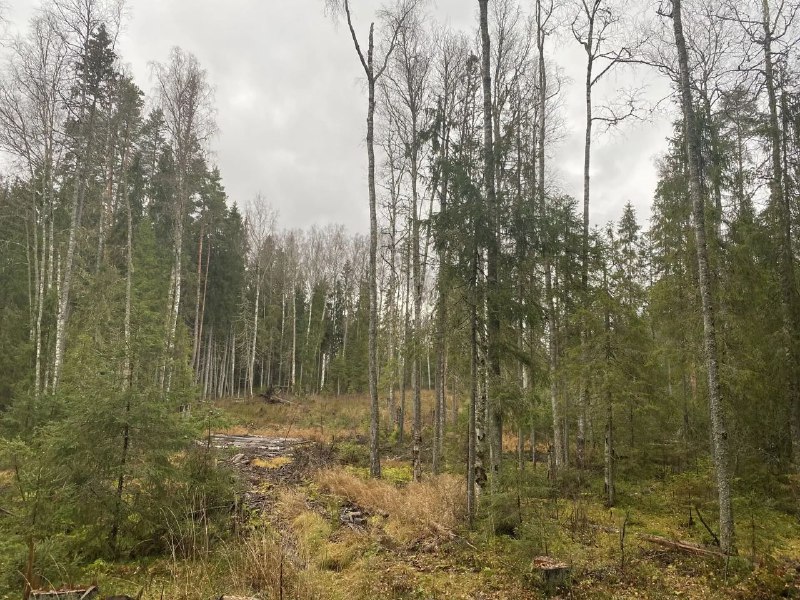 На Селигере незаконно вырубили лес на 12 млн рублей 
