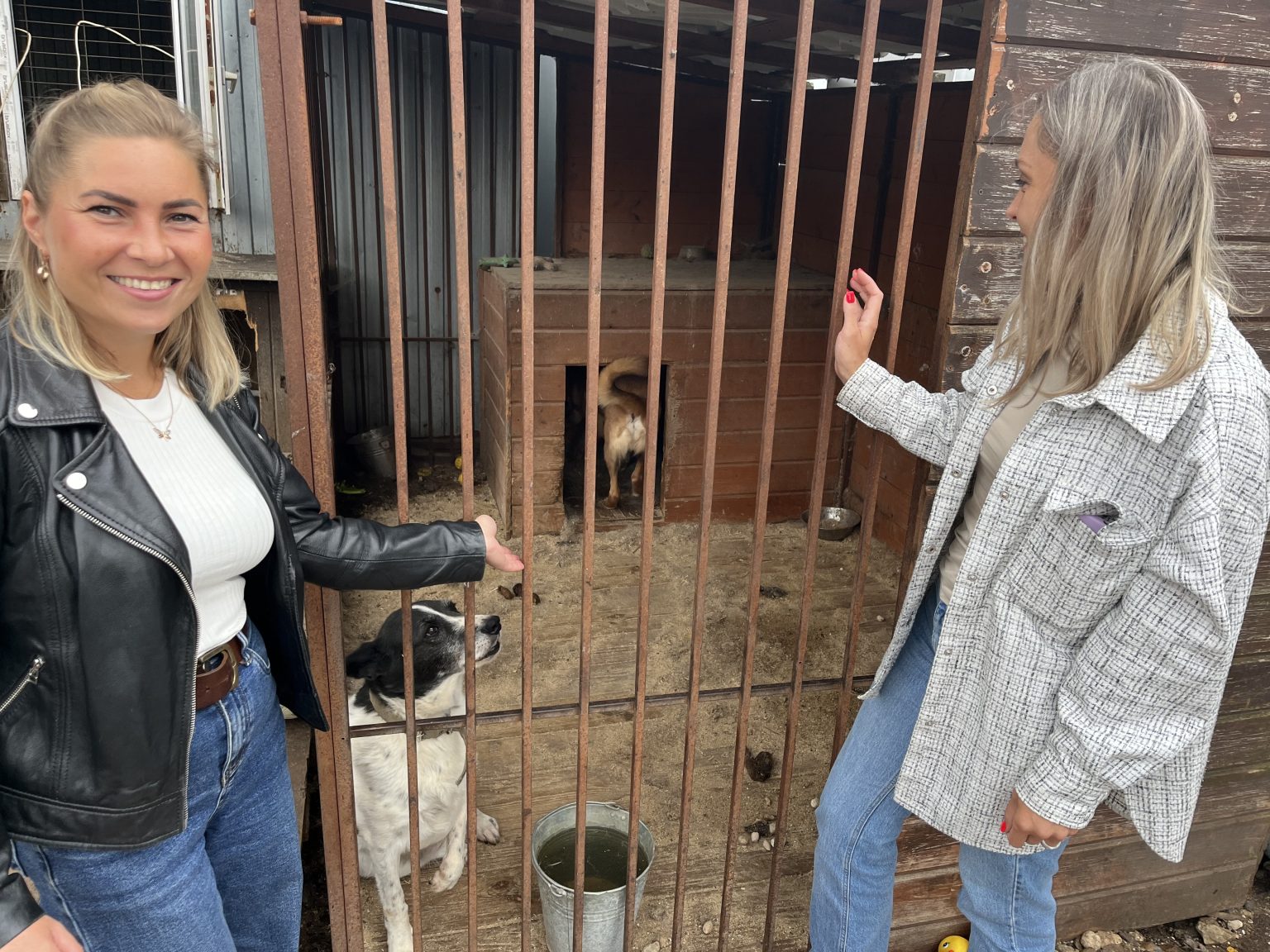 Сотрудники Россельхознадзора помогли приюту для животных Фото: Управлении Россельхознадзора по Тверской и Ярославской областям