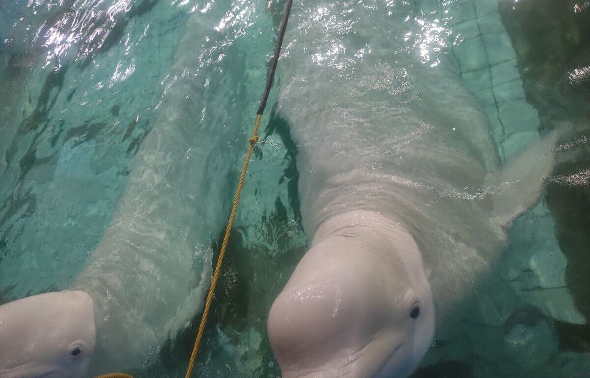 ЧП в Ярославском дельфинарии расследовал Россельхознадзор - новости Афанасий