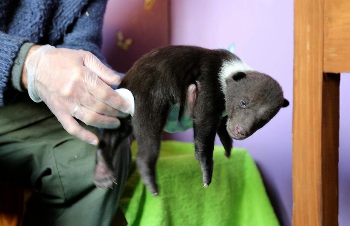 Тверской Центр спасения медвежат-сирот стал обладателем Президентского гранта - новости Афанасий