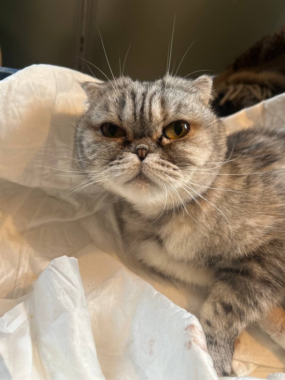 В Твери волонтеры спасают вмерзшую лапами в снег вислоухую кошку Фото: соцмедиа