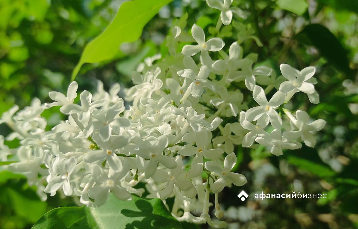 Воздух в Твери снова прогреется до +20 градусов 