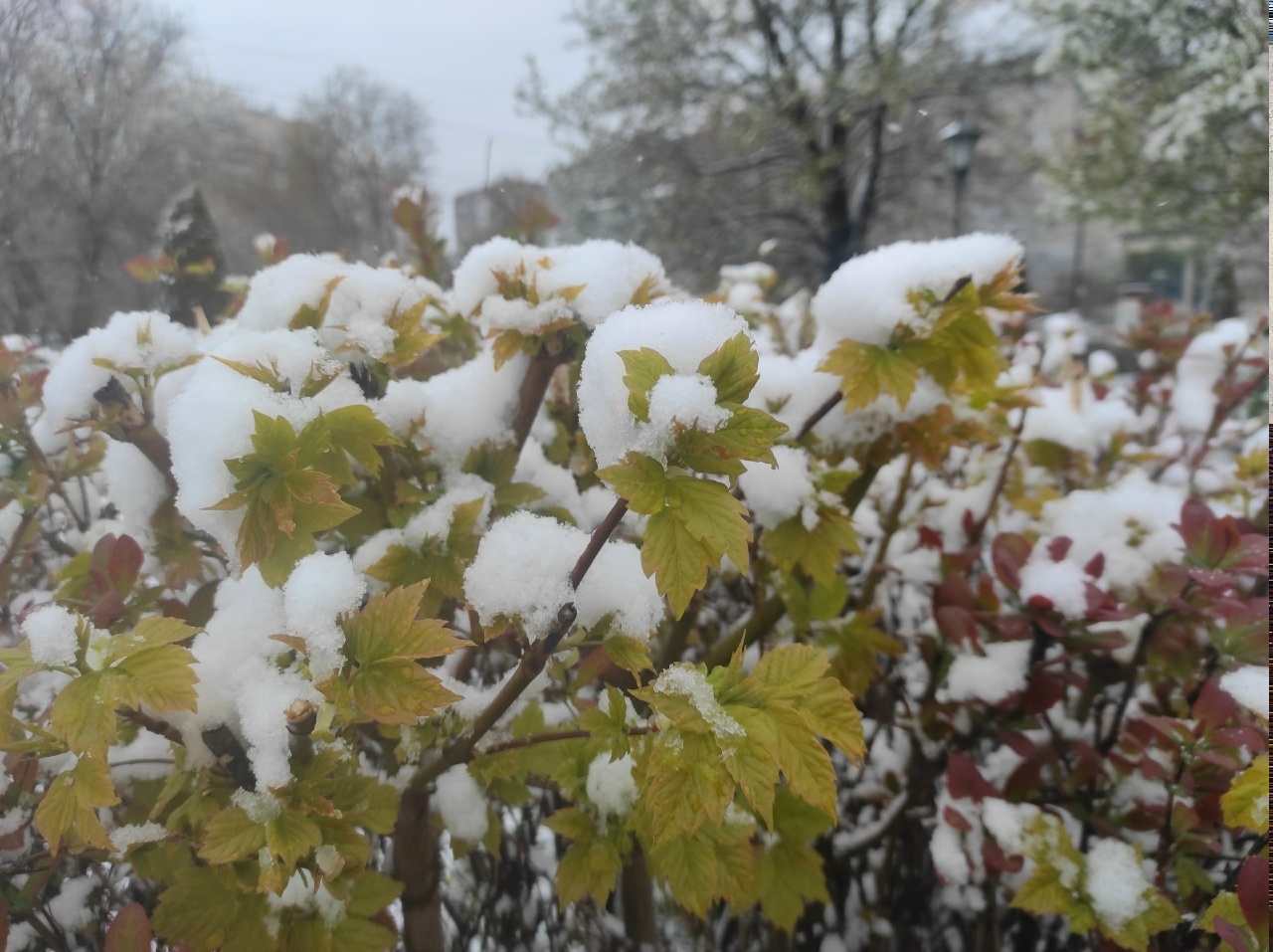 В Тверской области высота снежного покрова достигла 15 см 