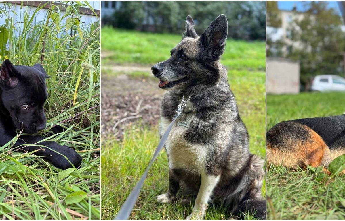 Жители Твери рассказали, почему собаки — это счастье - новости Афанасий