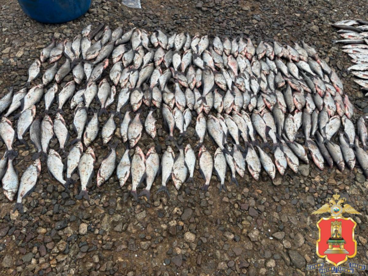 Задержан браконьер, что на реке Молога в Тверской области выловил около 2000 рыб Фото: УМВД Тверской области