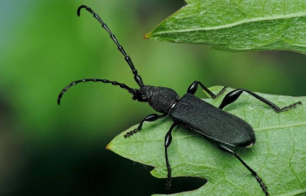 В тверских лесах ищут вредителей