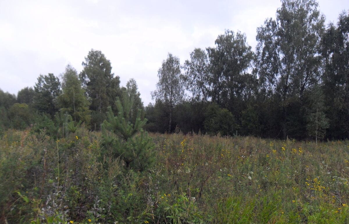 Под Кимрами зарастает более 21 га пахотных земель