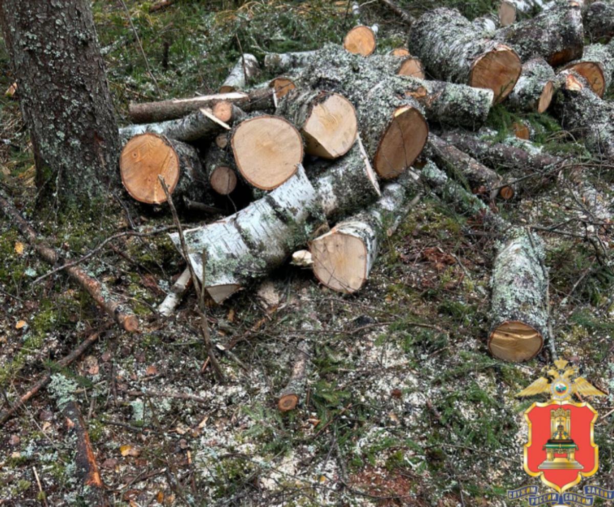 В лесу под Осташковом поймали с поличным черного лесоруба Фото: УМВД Тверской области
