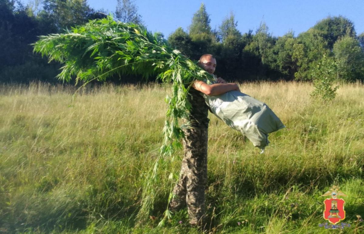 На заброшенной ферме в Тверской области нашли плантацию конопли - новости Афанасий