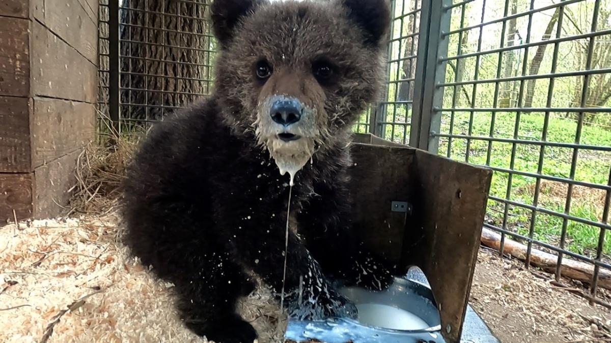 Откладывается выпуск трех медвежат, прошедших реабилитацию в Тверской области Фото: Центр спасения медвежат-сирот