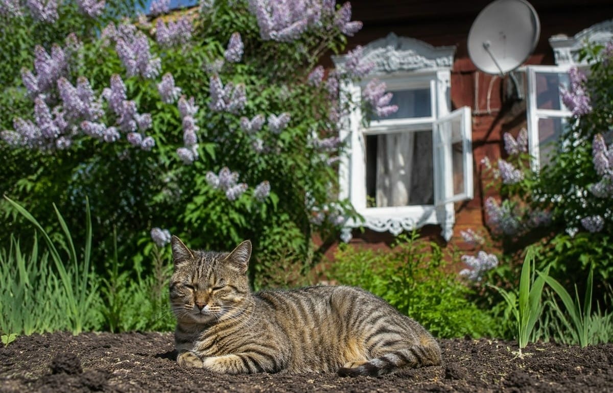 Летний лайфхак: дача, природа и… полгода связи бесплатно