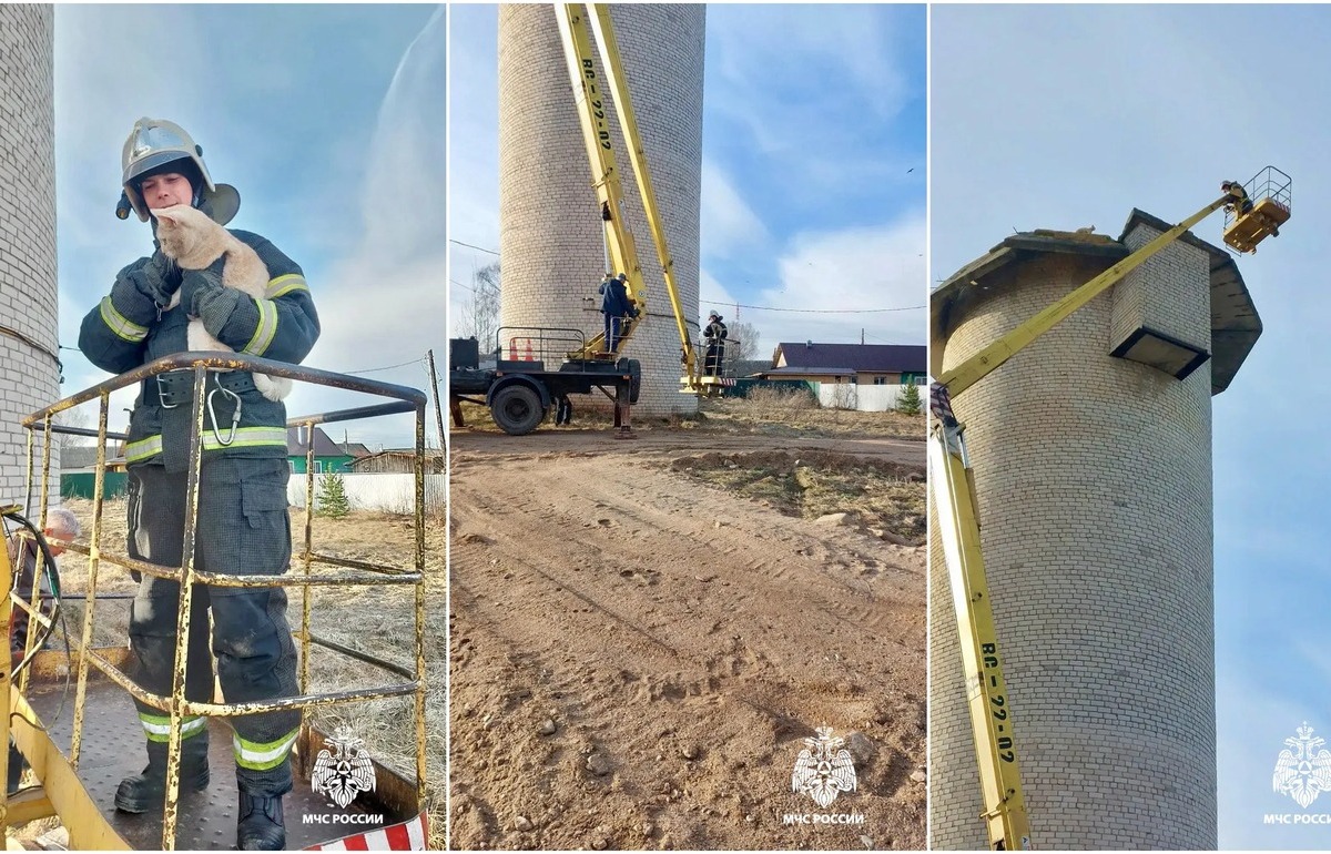 Сотрудники МЧС в Рамешках спасли забравшегося на водонапорную башню кота Фото: МЧС