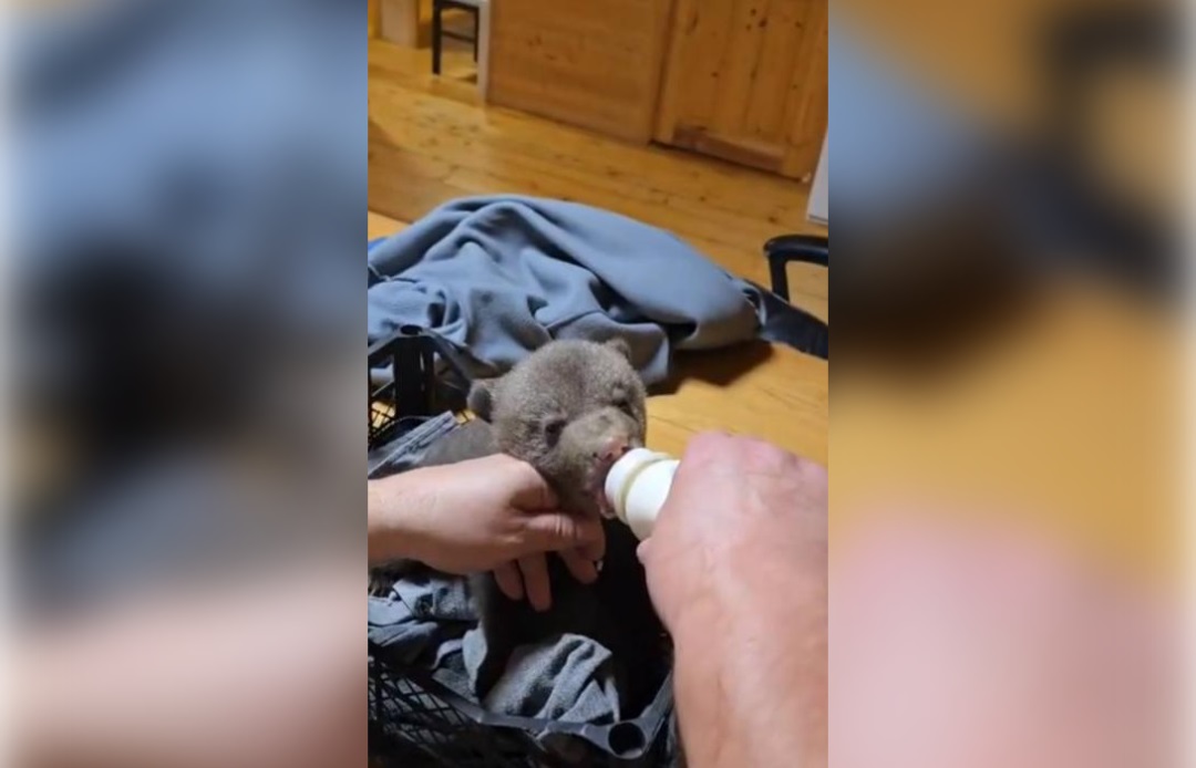 Псковского медвежонка-сироту, привезенного в Тверскую область, назвали Диной - новости Афанасий