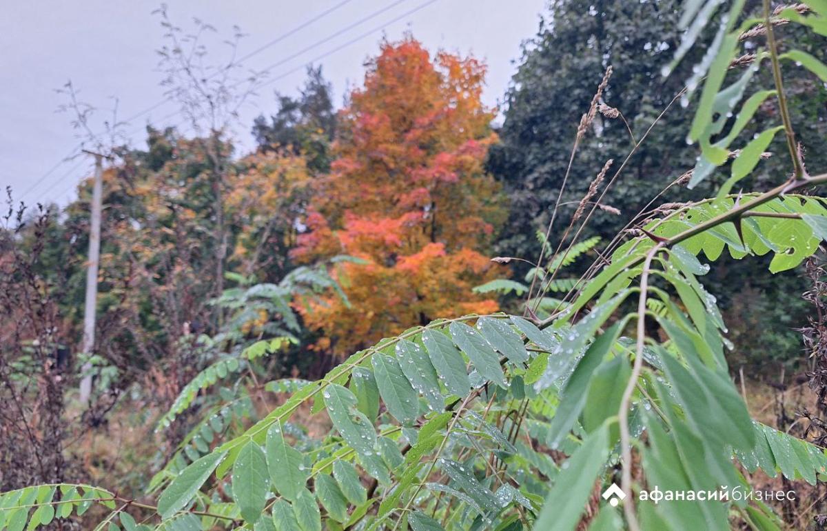 Сегодня в Твери утром туманно, днем возможны дожди Фото: Afanasy.biz