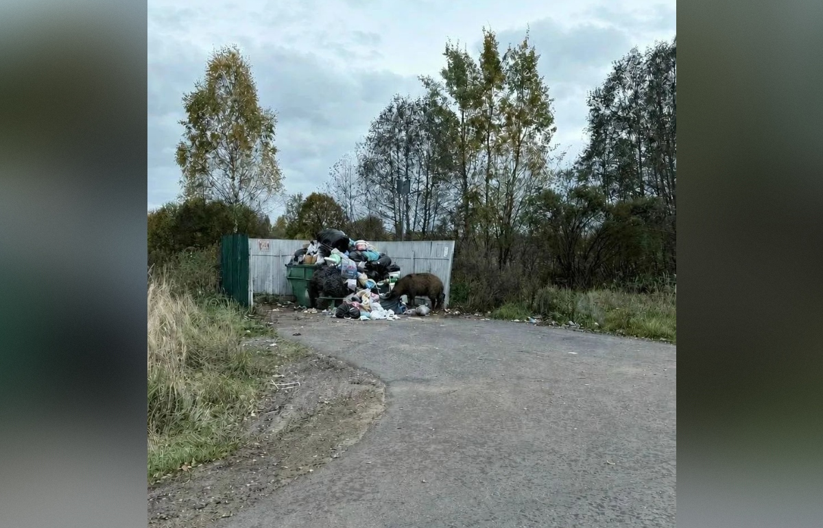 В Осташковском районе кабаны пошли к деревенским помойкам Фото: Край Селигерский