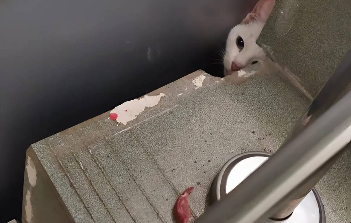 В Твери для спасения истощенного кота волонтеру пришлось ломать лестницу Фото, видео: «Инициативная группа по защите животных»