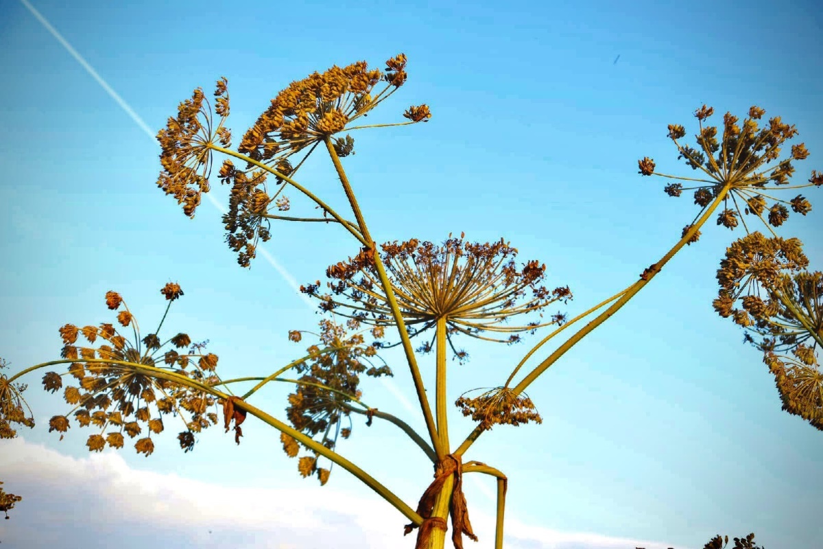 «Голодная бактерия сжирает “в ноль”». В Твери придумали, как побороть борщевик 
