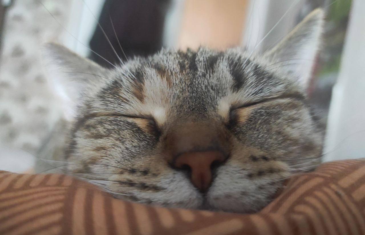 В Твери открывается выставка фотографии «Мартовский кот» Фото: архив редакции