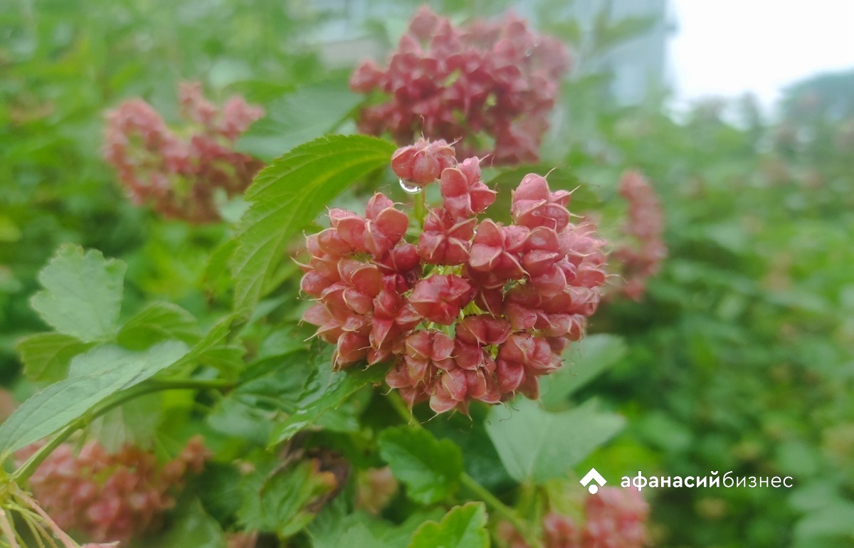 В Тверской области изменена категория риска для 77 сельхозучастков - новости Афанасий