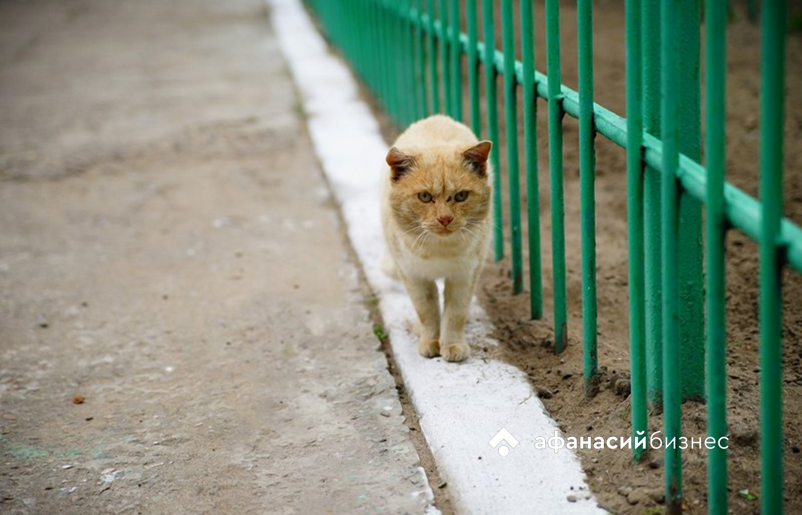 В Тверской области на инфляцию повлияло снижение спроса на непродовольственные товары  - новости Афанасий