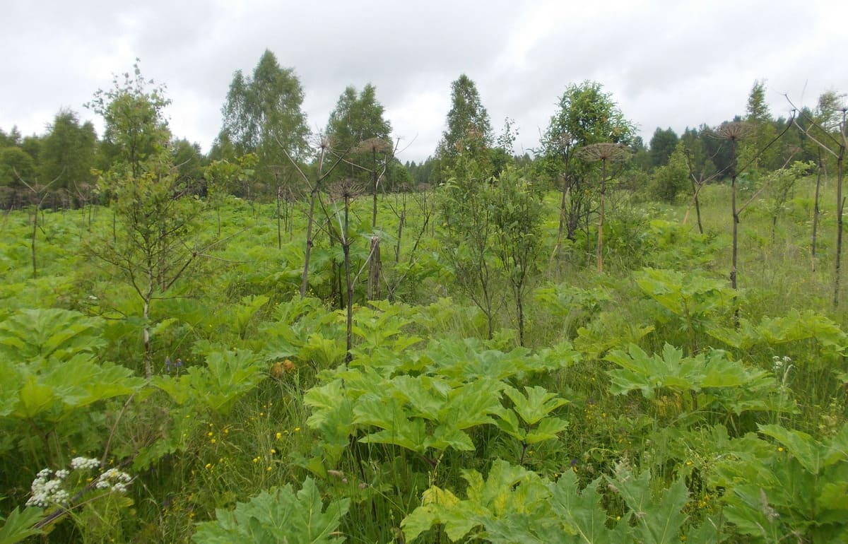Под Бежецком борщевиком зарастает земля 