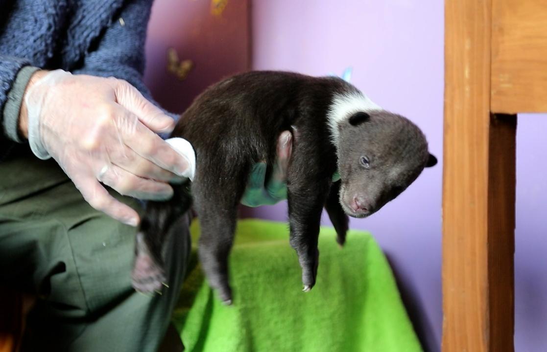 Тверской Центр спасения медвежат-сирот стал обладателем Президентского гранта Фото: 
Центр спасения медвежат-сирот