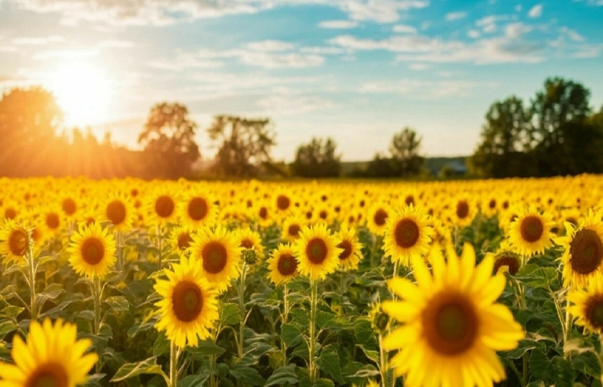 Иоанна Предтечи. Лето официально закончилось