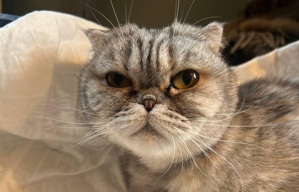 У спасенной волонтерами и врачами кошки Брошки снова есть дом Фото, видео: Инициативной группы по защите животных