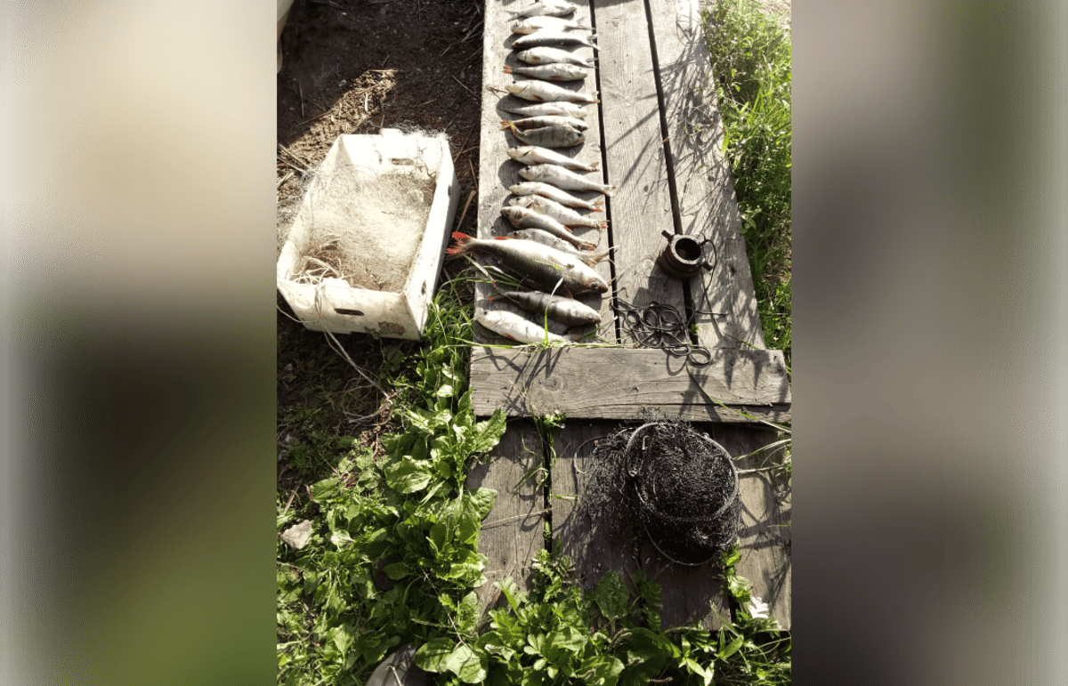 Жителя Осташковского округа задержали за незаконный лов рыбы на Селигере Фото:  Тверской линейный отдел МВД России на транспорте