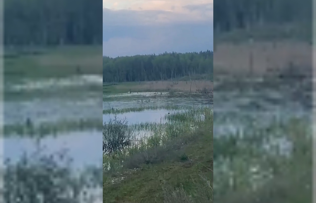 Купание лосей в Тверской области попало на видео - новости Афанасий