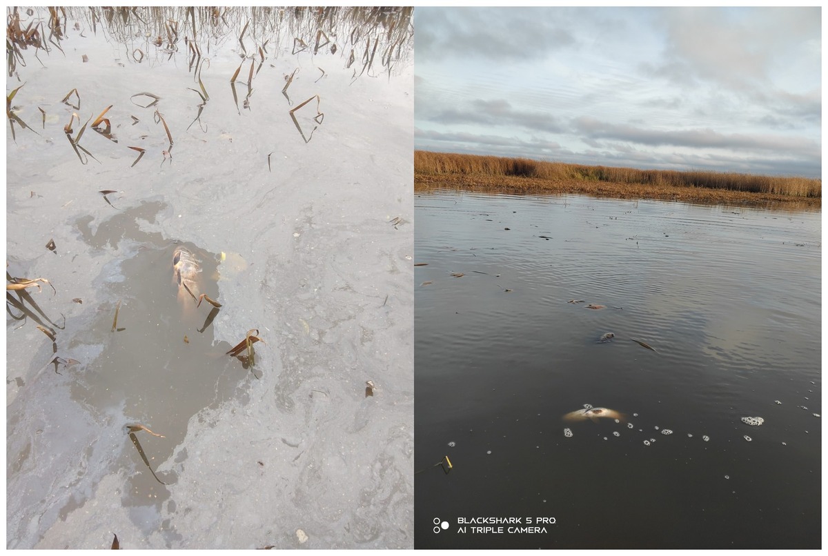 В Бежецком округе обнаружили массовую гибель рыбы Фото: соцмедиа