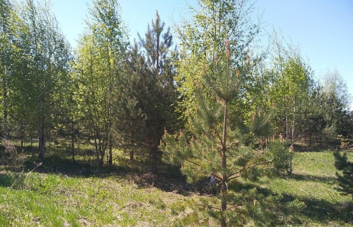 В Тверской области с начала года выявлено более 45 тыс гектаров заросших сельхозугодий Фото: Россельхознадзор