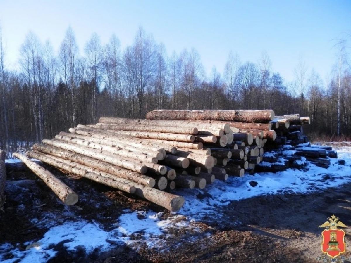 В Тверской области черный лесоруб высадил 4 тыс деревьев Фото: УМВД Тверской области