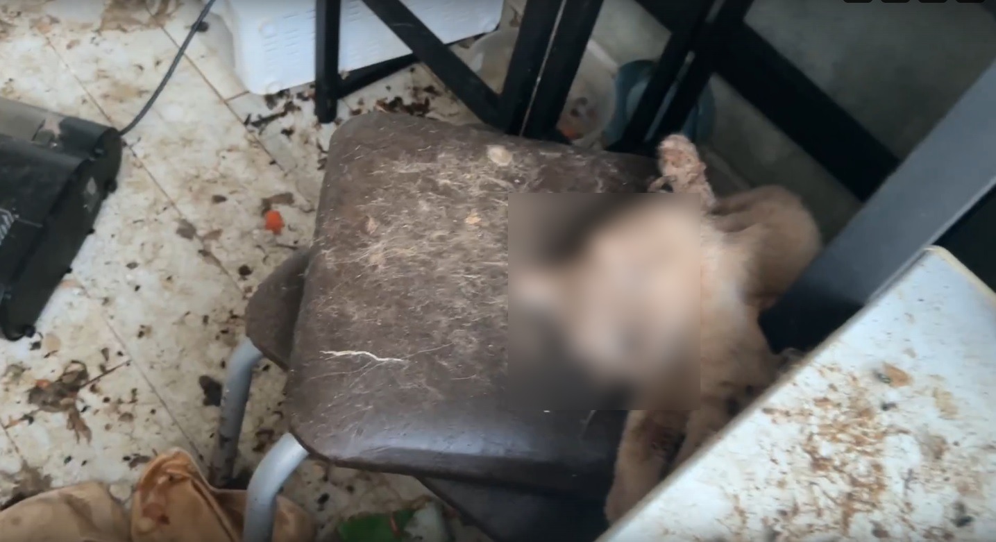 В Твери возбудили уголовное дело из-за гибели кошек в жилом доме  