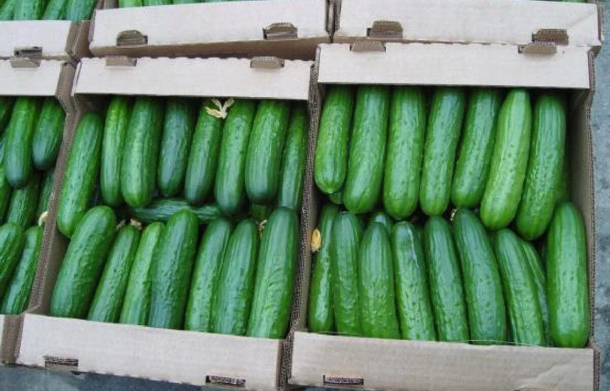 В Тверской области досмотрено почти 100 тонн муки из Беларуси и Италии - новости Афанасий