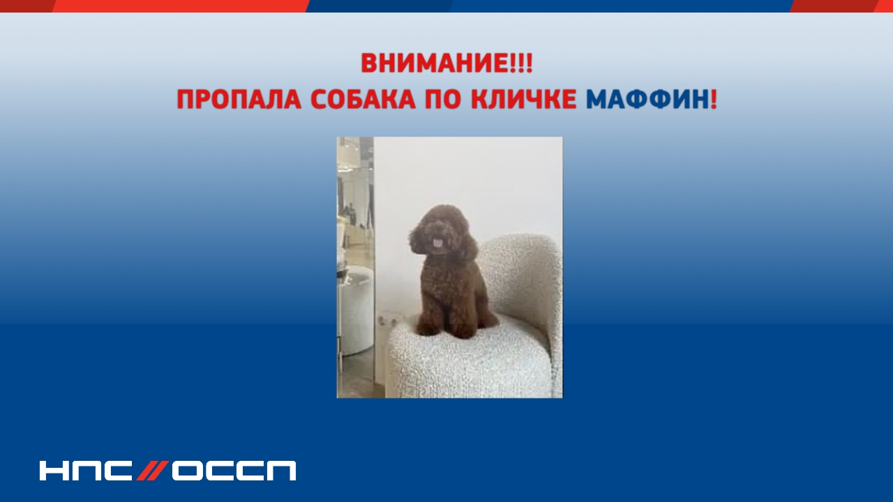 На М11 пропал минипудель по кличке Маффин 