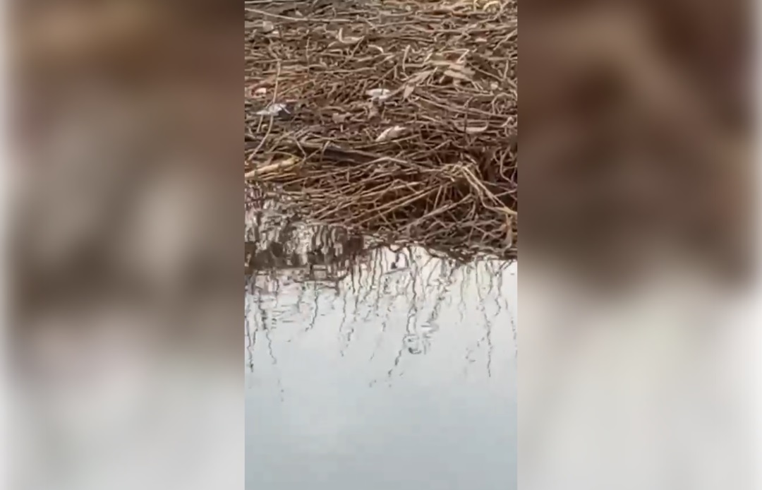 В ржевской реке Лоче произошла массовая гибель рыбы  - новости Афанасий