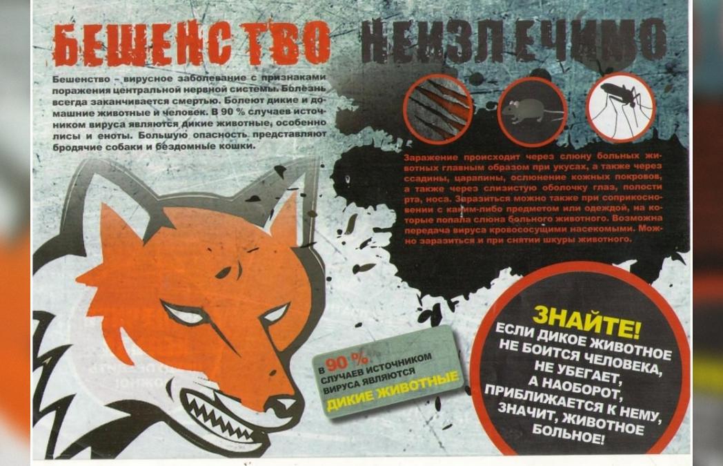 В Максатихе подтвердилось бешенство собаки, число зараженных неизвестно 