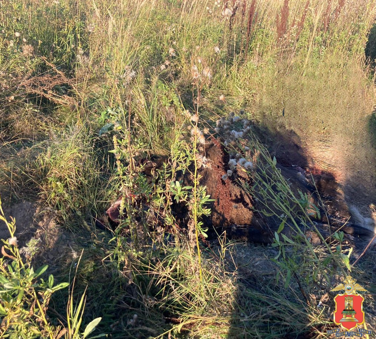 В Зубцовском районе Тверской области полицейские задержали убившего лося браконьера Фото: УМВД России по Тверской области