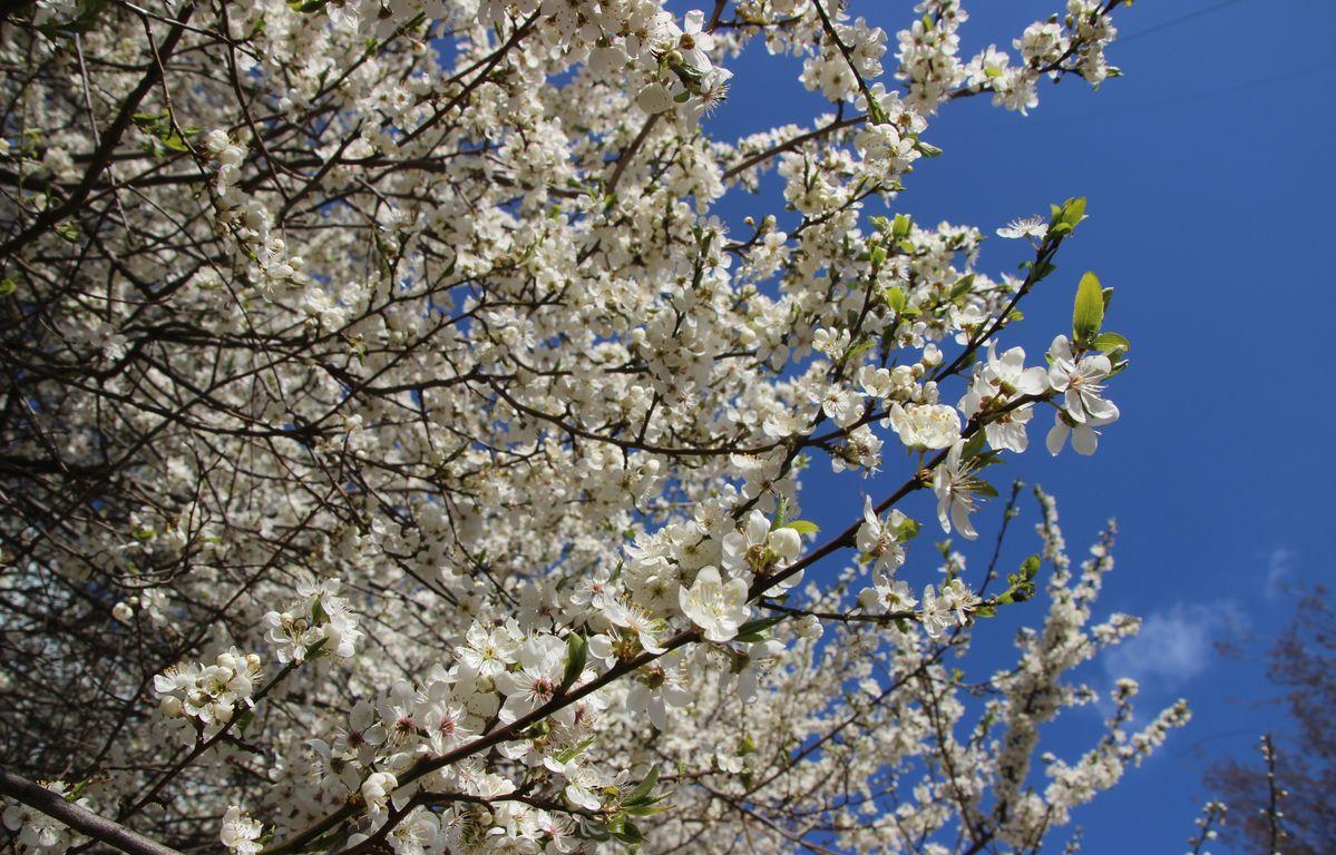 Солнце, пустые улицы и пение птиц: как Тверь встретила первомай 